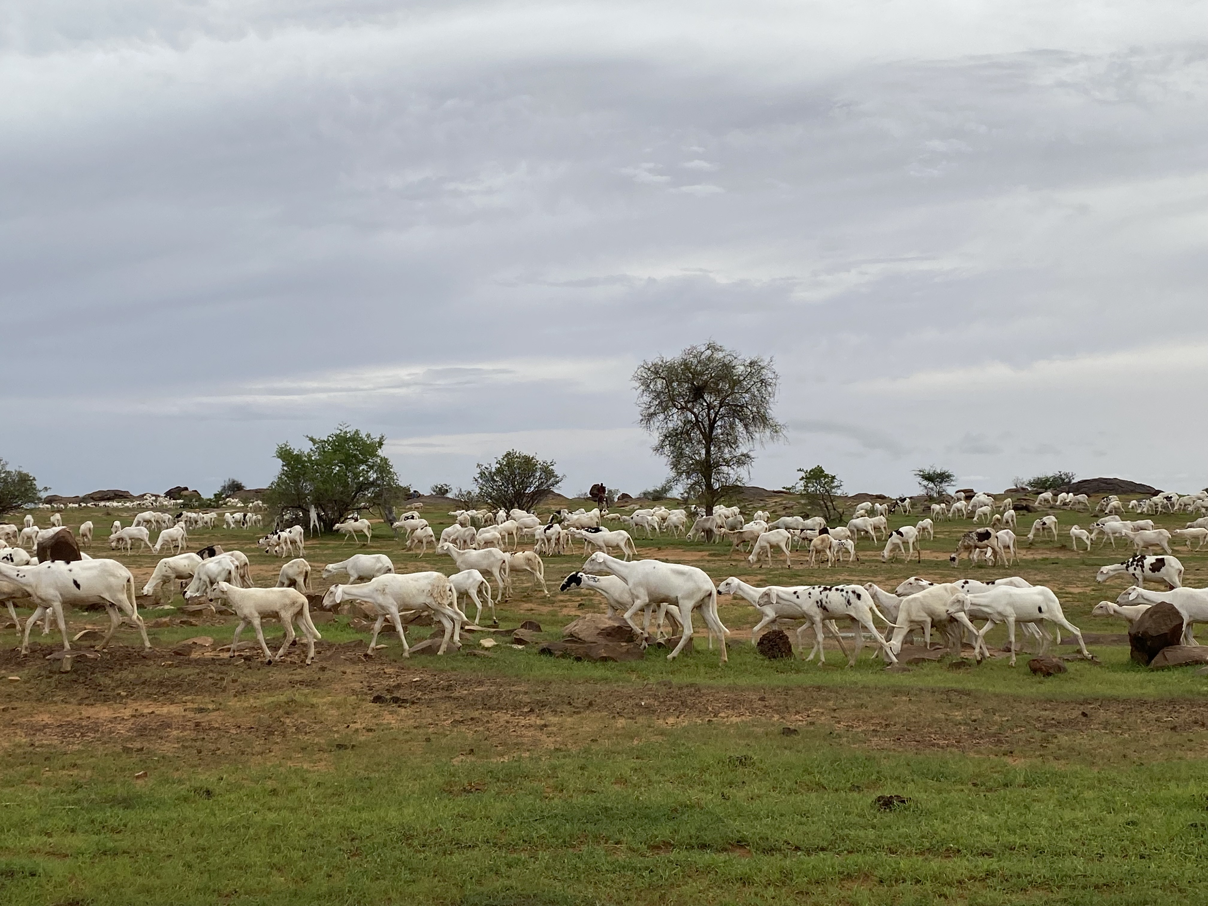 Tamchekett Rock Formation
